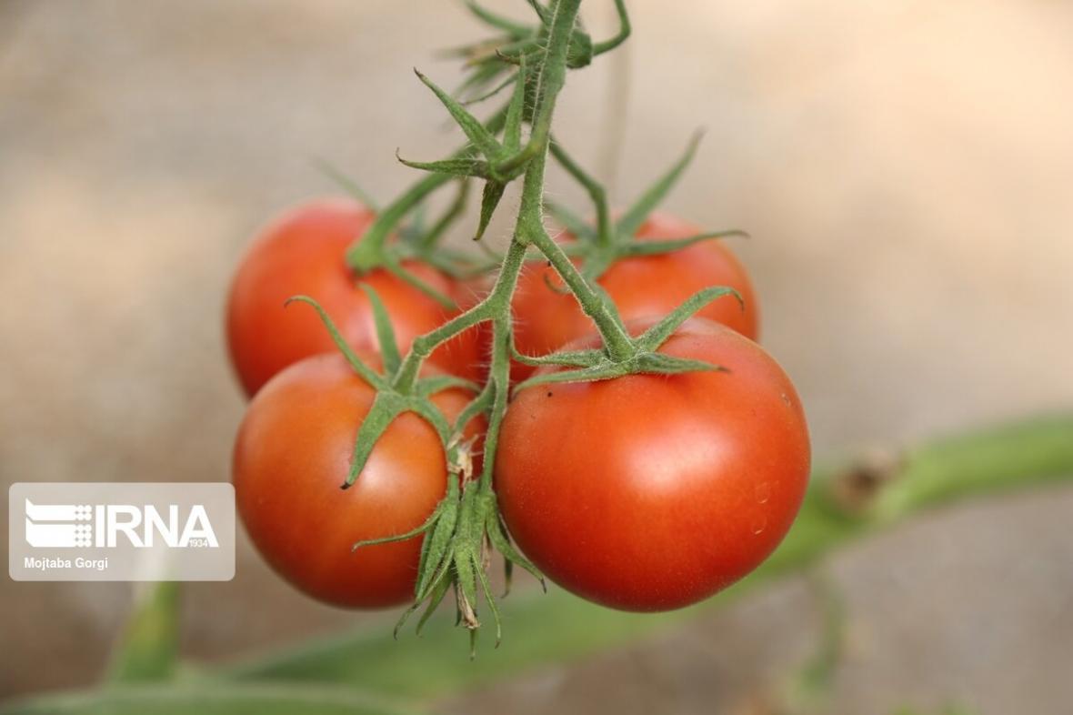 خبرنگاران تضمین سود کشاورزان با سهمیه بندی کشت گوجه فرنگی