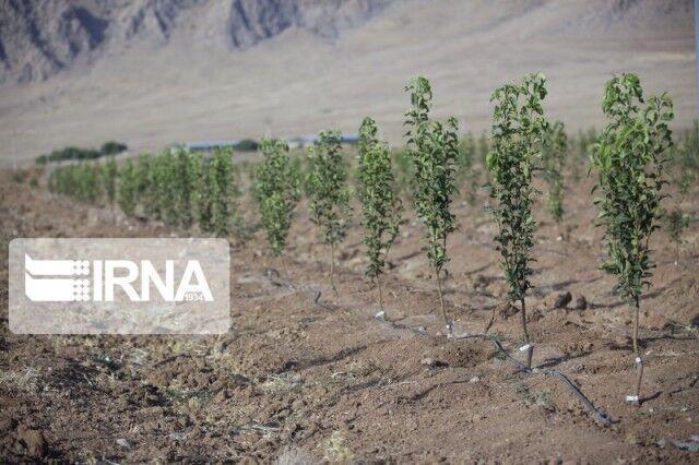خبرنگاران 13 هزار اصله نهال در محور شهرکرد به فرخشهر کاشته خبرنگاران 13 هزار اصله نهال در محور شهرکرد به فرخشهر کاشته شد