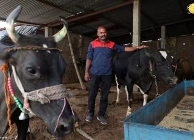 سرگین گاو برای تامین انرژی و کاهش آلودگی هوا در هند